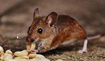 24 Hour & Emergency Exterminators in Cape Saint Claire, MD